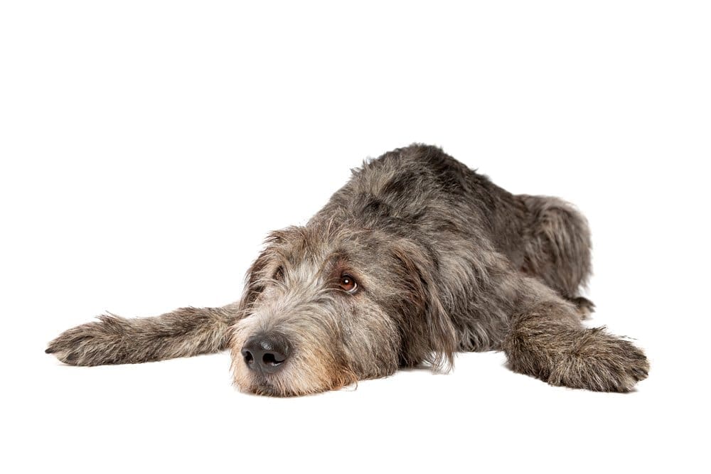 Wire-haired Irish Wolfhound lying on a woven mat outside