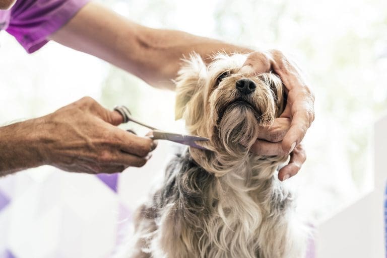 level-3-extended-dog-grooming-course