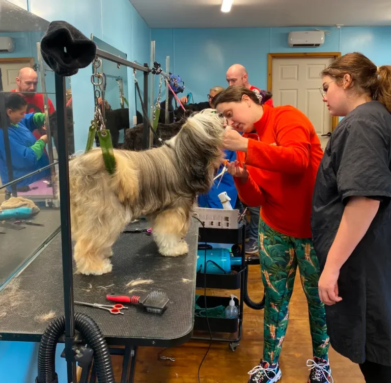 Black spaniel being groomed on a table during a practical dog grooming course